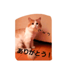 モル☆スタンプ増量版（個別スタンプ：3）
