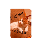 モル☆スタンプ増量版（個別スタンプ：6）