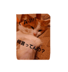 モル☆スタンプ増量版（個別スタンプ：7）