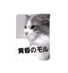 モル☆スタンプ増量版（個別スタンプ：9）