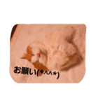 モル☆スタンプ増量版（個別スタンプ：10）