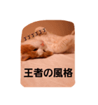 モル☆スタンプ増量版（個別スタンプ：11）