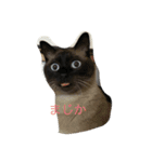 ネコ まる（個別スタンプ：1）