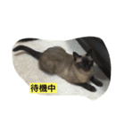 ネコ まる（個別スタンプ：12）