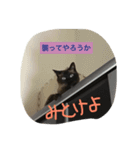 ネコ まる（個別スタンプ：14）
