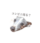 イタグレのハリーくん（個別スタンプ：16）