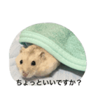 タルギの日常スタンプ（個別スタンプ：1）