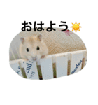 タルギの日常スタンプ（個別スタンプ：6）