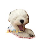 マルチーズのセナさん。（個別スタンプ：3）
