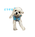 マルチーズのセナさん。（個別スタンプ：4）