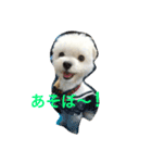 マルチーズのセナさん。（個別スタンプ：5）