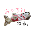 ちくわちゃん通信（個別スタンプ：2）