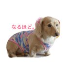 ちくわちゃん通信（個別スタンプ：4）