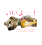 ちくわちゃん通信（個別スタンプ：8）