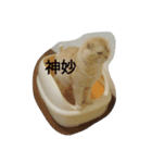ちんさんスタンプ（個別スタンプ：1）