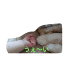 ちんさんスタンプ（個別スタンプ：4）