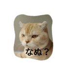 ちんさんスタンプ（個別スタンプ：6）