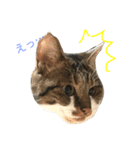 しゅうにゃんdeぽん（個別スタンプ：2）