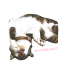 しゅうにゃんdeぽん（個別スタンプ：5）