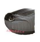 しゅうにゃんdeぽん（個別スタンプ：8）