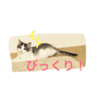 ノルウェージャンフォレストのノルちゃん（個別スタンプ：8）