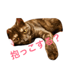 われは猫なり vol.1（個別スタンプ：4）