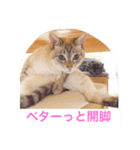 われは猫なり vol.1（個別スタンプ：5）