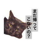 われは猫なり vol.1（個別スタンプ：8）