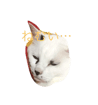 vanessaの猫（個別スタンプ：1）