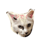 vanessaの猫（個別スタンプ：3）