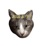 vanessaの猫（個別スタンプ：6）