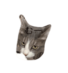 vanessaの猫（個別スタンプ：7）