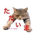 闘病ねこさん（個別スタンプ：2）