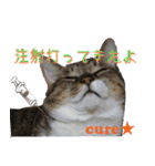 闘病ねこさん（個別スタンプ：3）