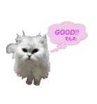 闘病ねこさん（個別スタンプ：4）