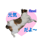 闘病ねこさん（個別スタンプ：7）