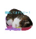 闘病ねこさん（個別スタンプ：10）