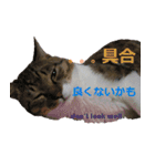 闘病ねこさん（個別スタンプ：11）