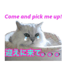 闘病ねこさん（個別スタンプ：16）
