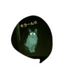 ネコ✖4（個別スタンプ：1）