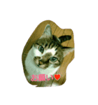 ネコ✖4（個別スタンプ：7）