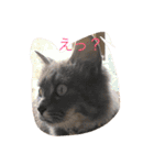 こはくとあずき（個別スタンプ：2）