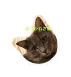 こはくとあずき（個別スタンプ：9）