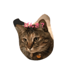 こはくとあずき（個別スタンプ：11）