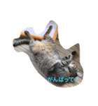 こはくとあずき（個別スタンプ：12）