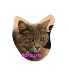 こはくとあずき（個別スタンプ：14）