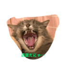 こはくとあずき（個別スタンプ：15）