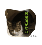 梶田家のねこ ときどきあほ（個別スタンプ：11）