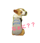 うちの子コーギー（個別スタンプ：1）