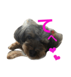 【犬】こじろうの日常会話（個別スタンプ：5）